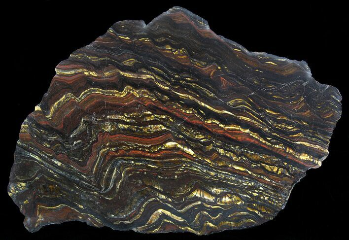 Polished Tiger Iron Stromatolite - ( Billion Years) #64010